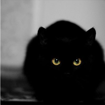 黑白色喵星人微信图片 未来和明天哪个会先到