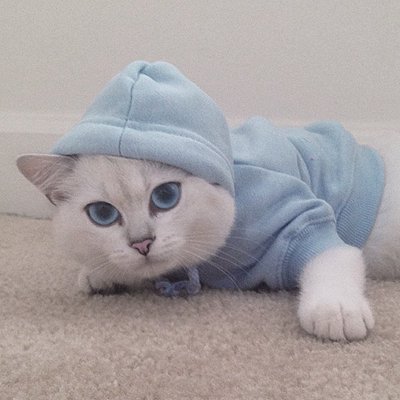 黑白色喵星人微信图片 未来和明天哪个会先到