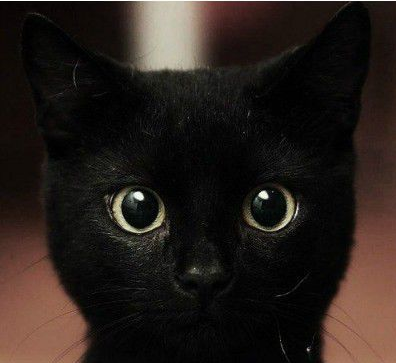 黑白色喵星人微信图片 未来和明天哪个会先到