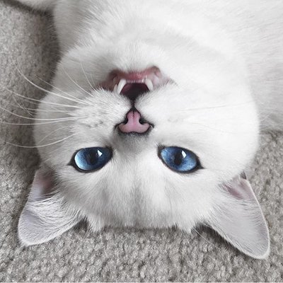 黑白色喵星人微信图片 未来和明天哪个会先到