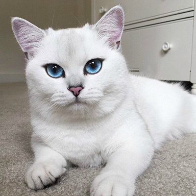 黑白色喵星人微信图片 未来和明天哪个会先到