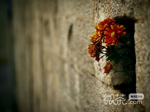 2016年微信聊天背景图片 浅笑着心碎