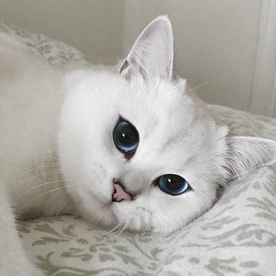 黑白色喵星人微信图片 未来和明天哪个会先到