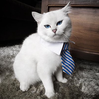 黑白色喵星人微信图片 未来和明天哪个会先到