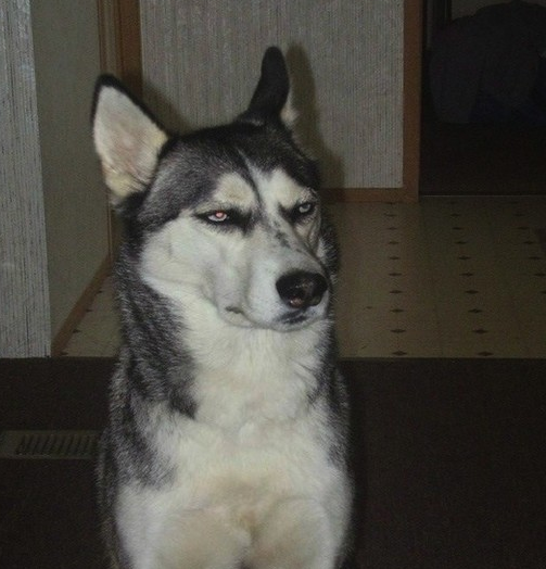 萌宠哈士奇微信图片 二哈组合