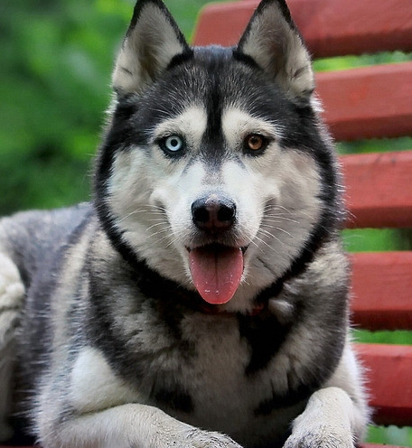 萌宠哈士奇微信图片 二哈组合