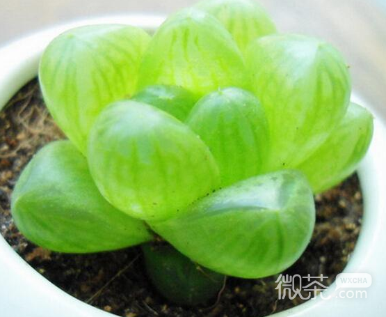 最新小清新植物微信图片 青瓦长忆旧时雨