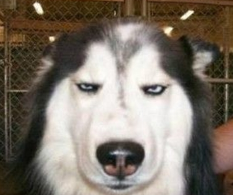 萌宠哈士奇微信图片 二哈组合