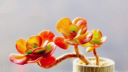 最新小清新植物微信图片 青瓦长忆旧时雨