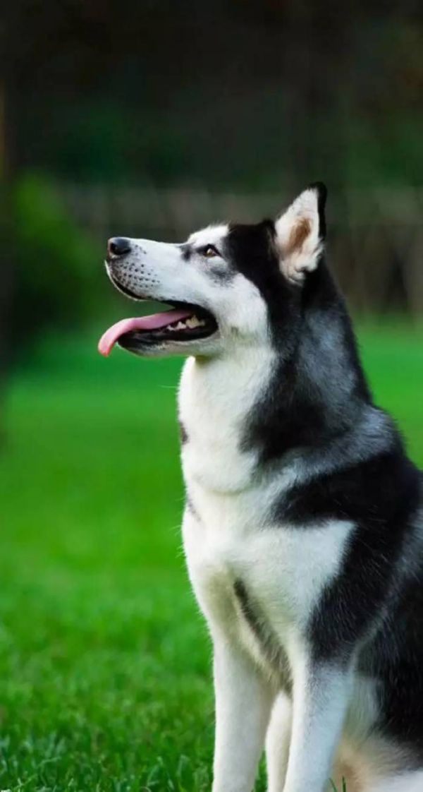 萌宠哈士奇微信图片 二哈组合