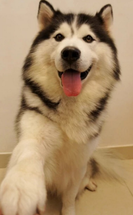 萌宠哈士奇微信图片 二哈组合