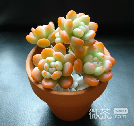 最新小清新植物微信图片 青瓦长忆旧时雨