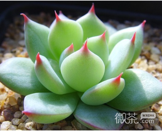 最新小清新植物微信图片 青瓦长忆旧时雨