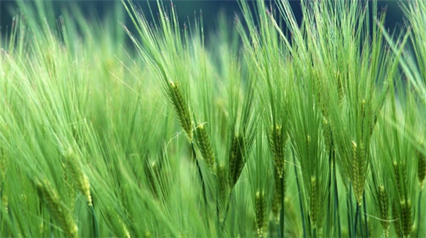 最新小清新植物微信图片 青瓦长忆旧时雨