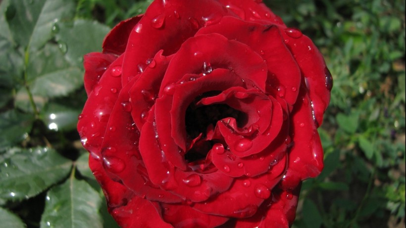 红色玫瑰花微信图片 玫瑰花园