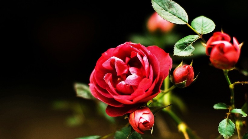 红色玫瑰花微信图片 玫瑰花园