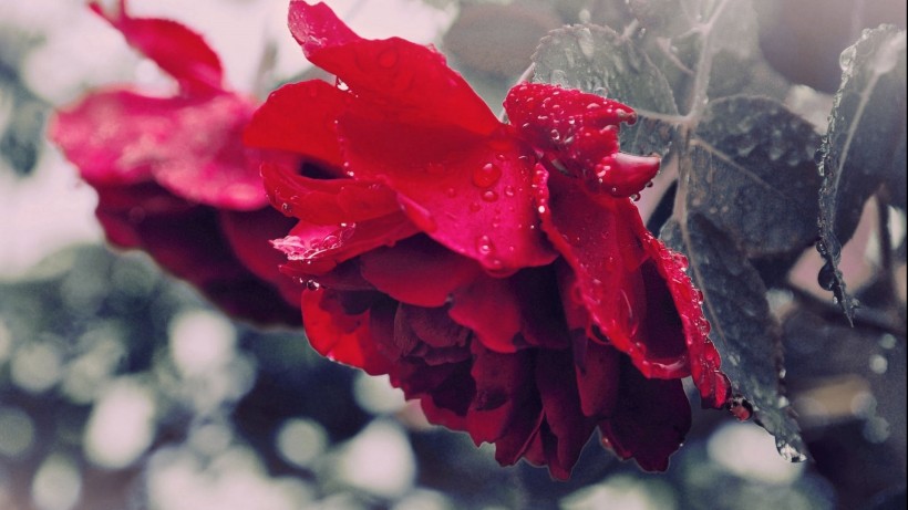 红色玫瑰花微信图片 玫瑰花园