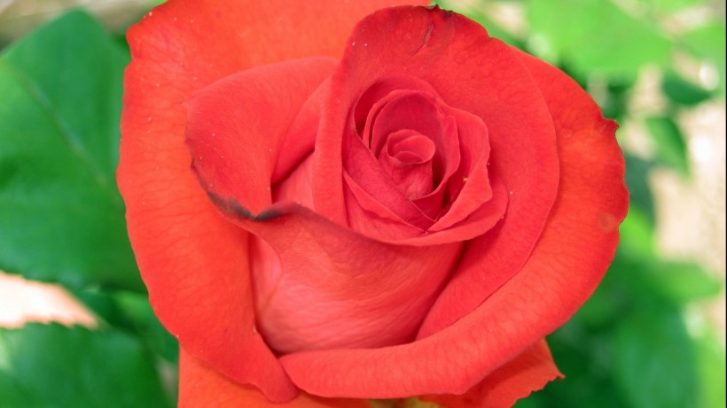 红色玫瑰花微信图片 玫瑰花园