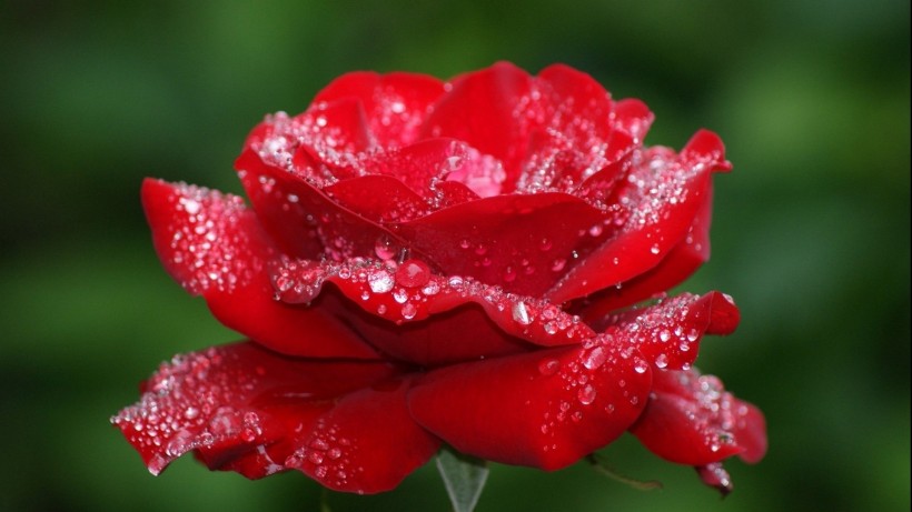 红色玫瑰花微信图片 玫瑰花园