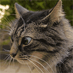 微信聊天表情包 辣么凶干什么