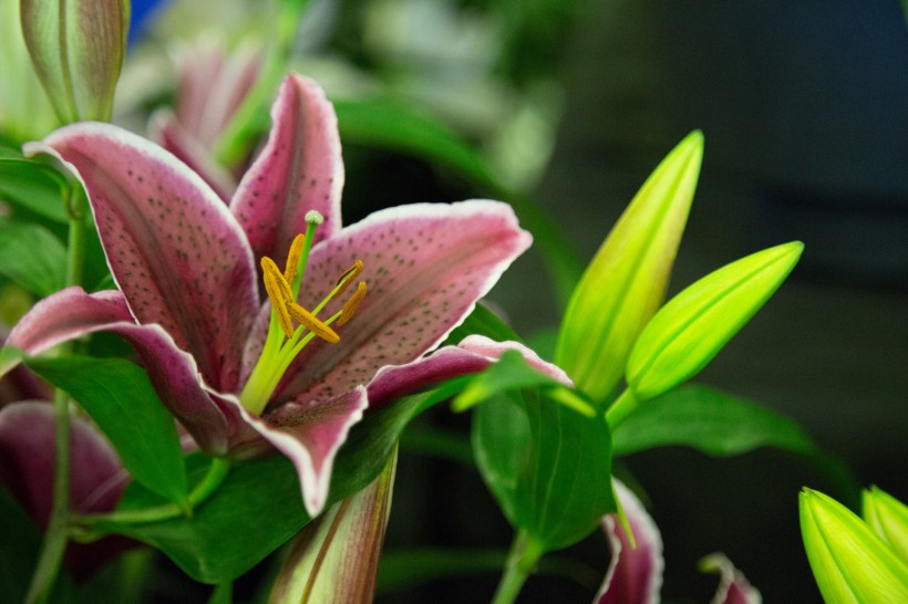 芳香的百合花微信图片 白百合之恋