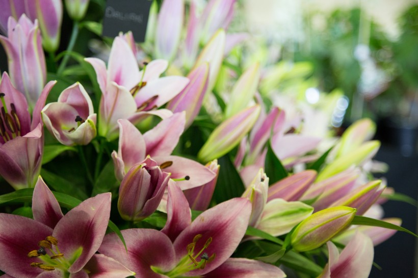 芳香的百合花微信图片 白百合之恋