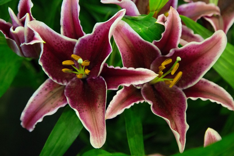 芳香的百合花微信图片 白百合之恋