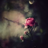 微信唯美花头像