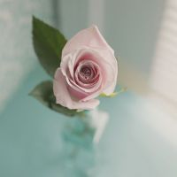 微信唯美花头像