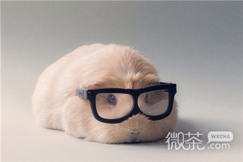 可爱荷兰猪豚鼠微信图片 正因为我小所以只能向上看