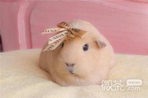 可爱荷兰猪豚鼠微信图片 正因为我小所以只能向上看