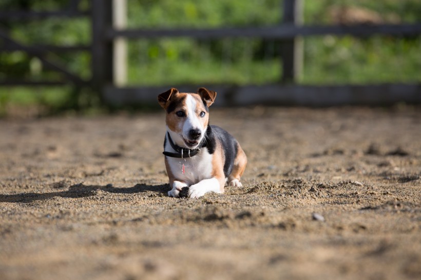 微信可爱的比格犬图片 萌宠