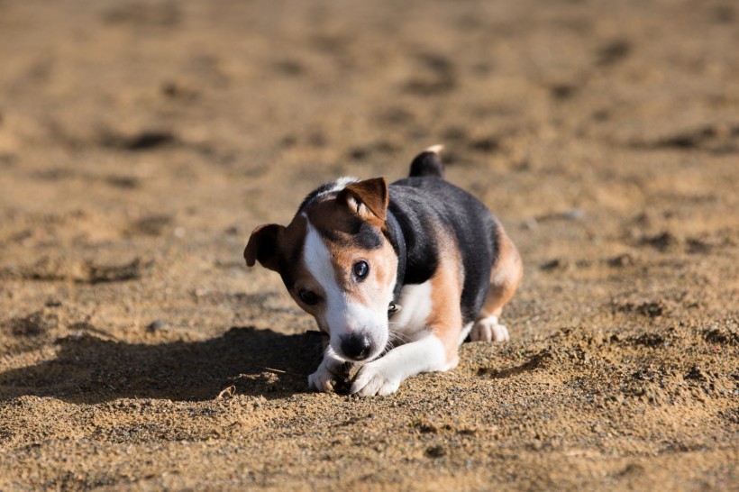 微信可爱的比格犬图片 萌宠