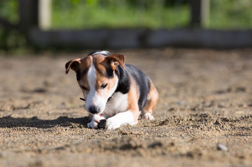 微信可爱的比格犬图片 萌宠