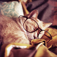 微信经典可爱眼镜头像图片大全 那只是一个美丽的故事