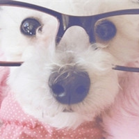 微信经典可爱眼镜头像图片大全 那只是一个美丽的故事