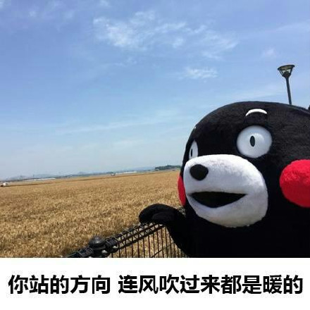 熊本熊表白微信表情包 表白成功!