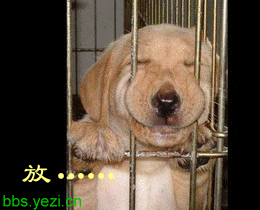 微信搞笑搞笑GIF全集表情包 搞笑我在行!