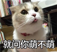 喵星人暴走微信表情包 小婊砸还不去铲屎