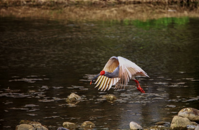 朱鹮鸟微信高清图片 吉祥之鸟