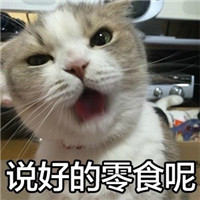 喵星人暴走微信表情包 小婊砸还不去铲屎