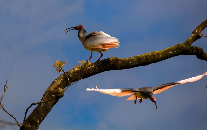 朱鹮鸟微信高清图片 吉祥之鸟
