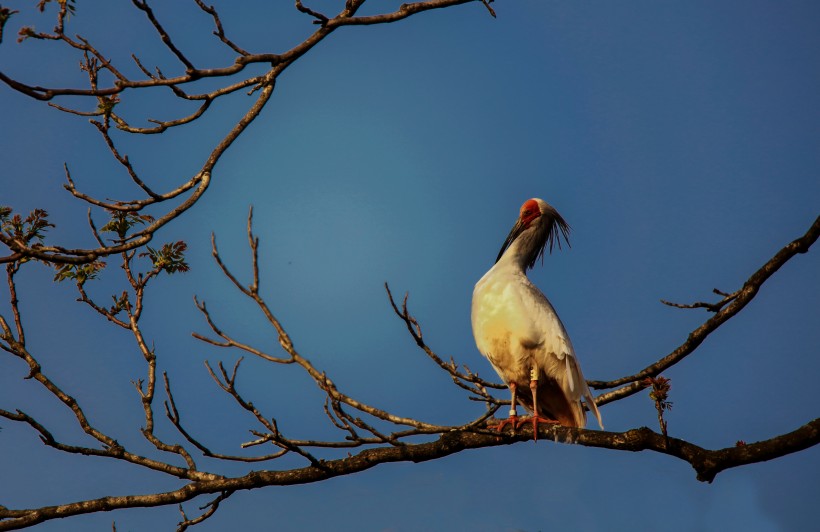 朱鹮鸟微信高清图片 吉祥之鸟