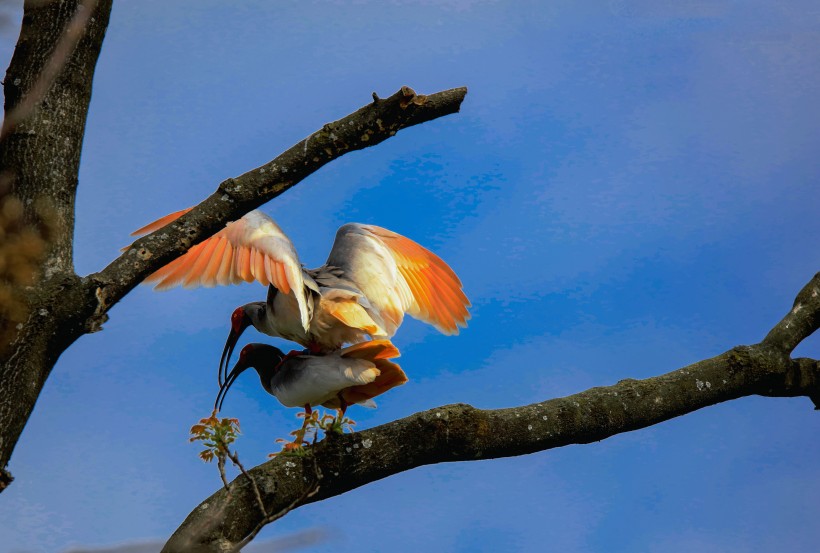 朱鹮鸟微信高清图片 吉祥之鸟