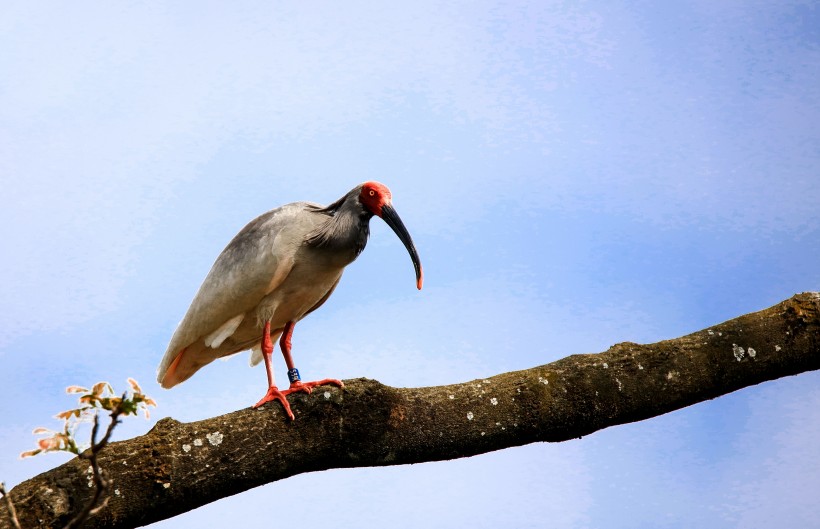 朱鹮鸟微信高清图片 吉祥之鸟