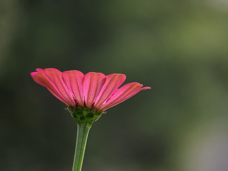 百日草花卉微信高清图片