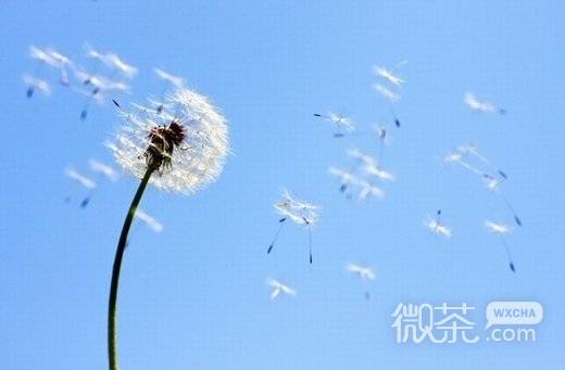 唯美蒲公英微信高清图片  微风轻拂