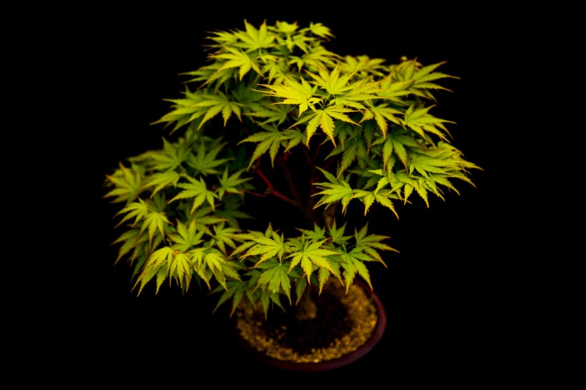 创意盆景植物微信高清图片 立体的画