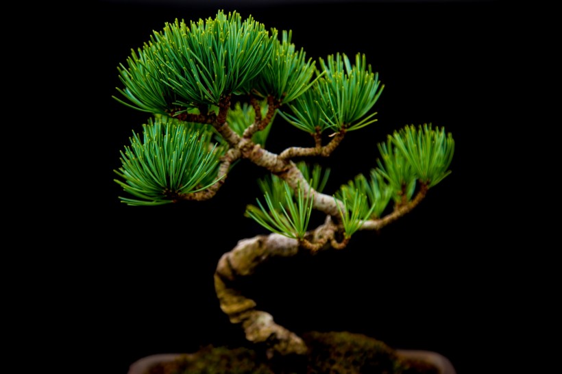 创意盆景植物微信高清图片 立体的画
