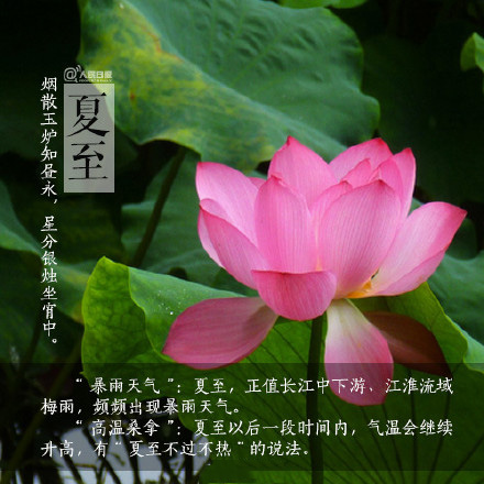 2016夏至节气微信高清图片 图文结合